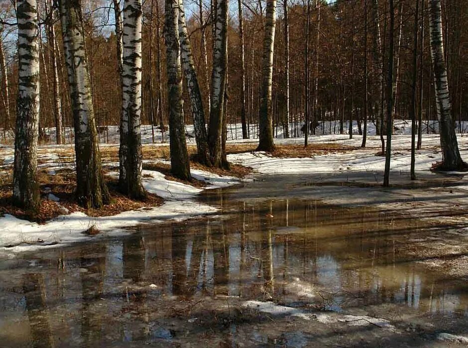 Начала весны среднем начало. Лес весной. Весенний пейзаж.