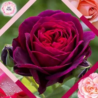 Rose summer romance parfuma