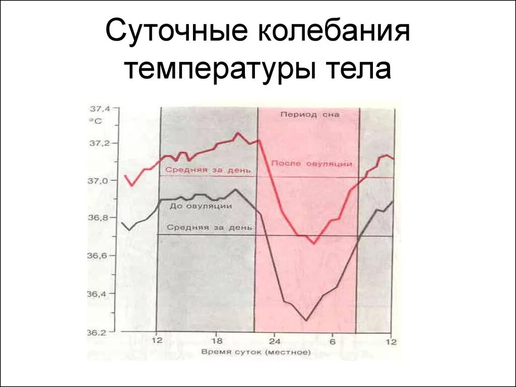 Сильные колебания температуры. Суточная динамика температуры тела человека физиология. Суточные колебания температуры тела. График изменения температуры тела человека. Температура тела человека и ее суточные колебания физиология.