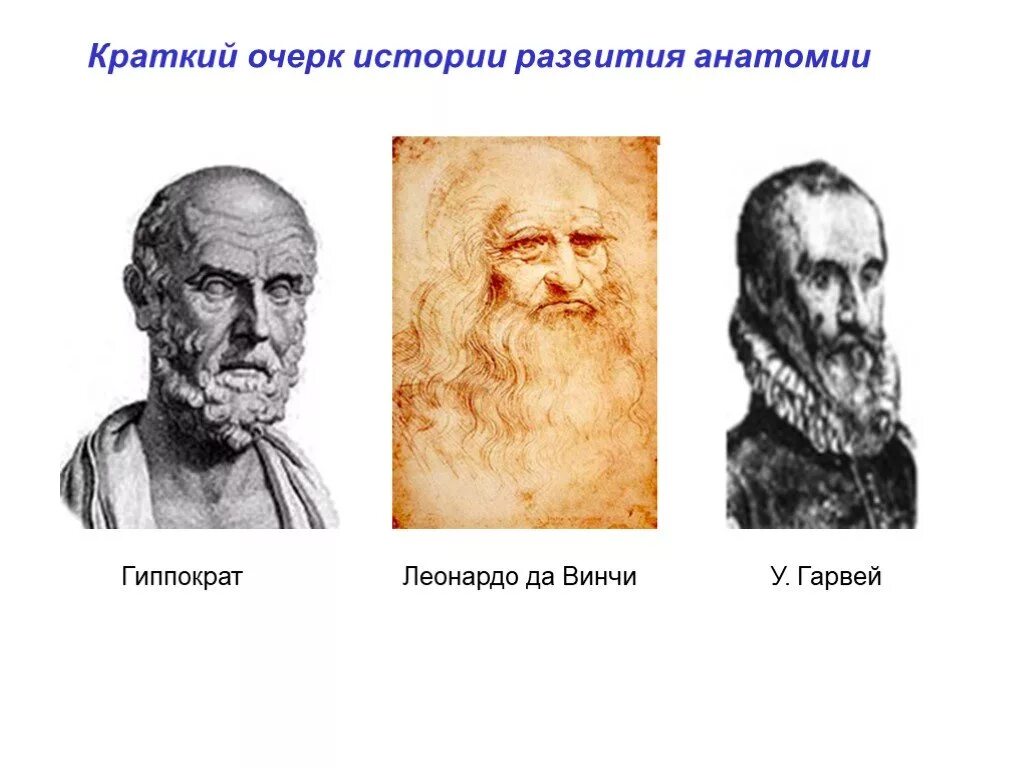 Основоположник современной научной анатомии. Краткий исторический очерк развития анатомии и физиологии. Исторический очерк анатомия. Краткая история развития анатомии. История анатомии человека кратко.