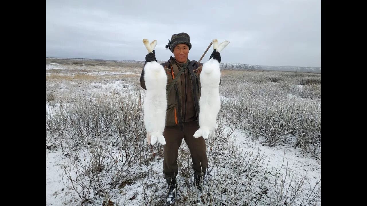 Охота на Зайцев в Якутии. Охота на зайца в Якутии загоном. Охота якутске