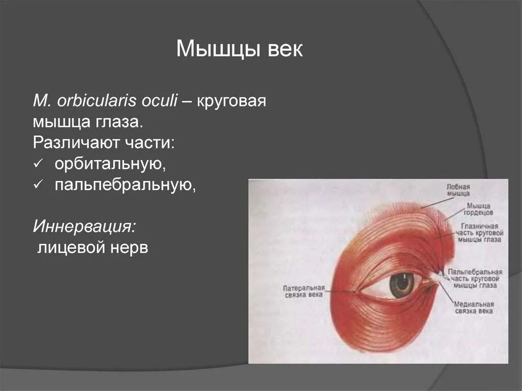 Веки являются тест. Функция глазничной части круговой мышцы глаза:. Мышцы глаза анатомия иннервация. Круговая мышца глаза иннервация. Круговая мышца глаза (m. orbicularis Oculi).