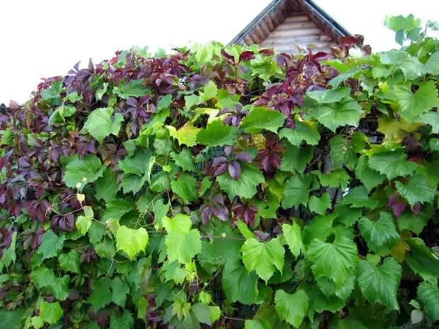 Виноград амурский (Vitis amurensis). Фотография из альбома Лианы - 76 из 80 ВКон