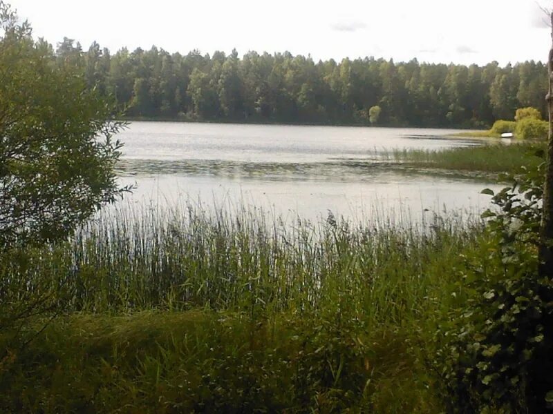 погода охват тверская область. погода охват тверская область. погода охват тверская область. андреаполь, озеро охват. залозье пеновский район.