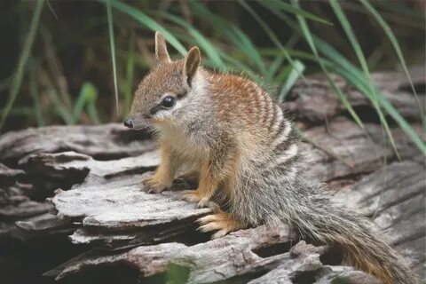 Numbat