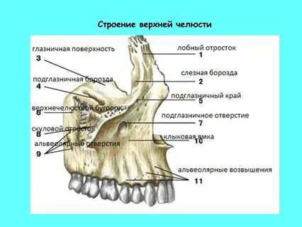 Верхняя челюсть глазничная поверхность