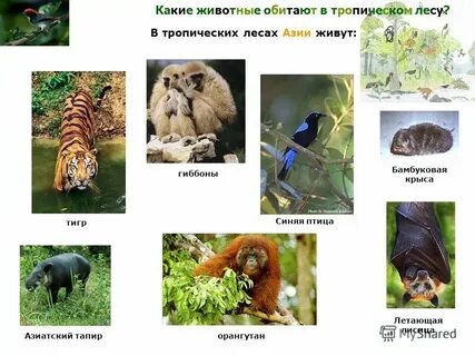 Какие животные обитают в местности