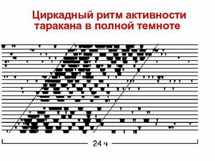Ритм деятельности
