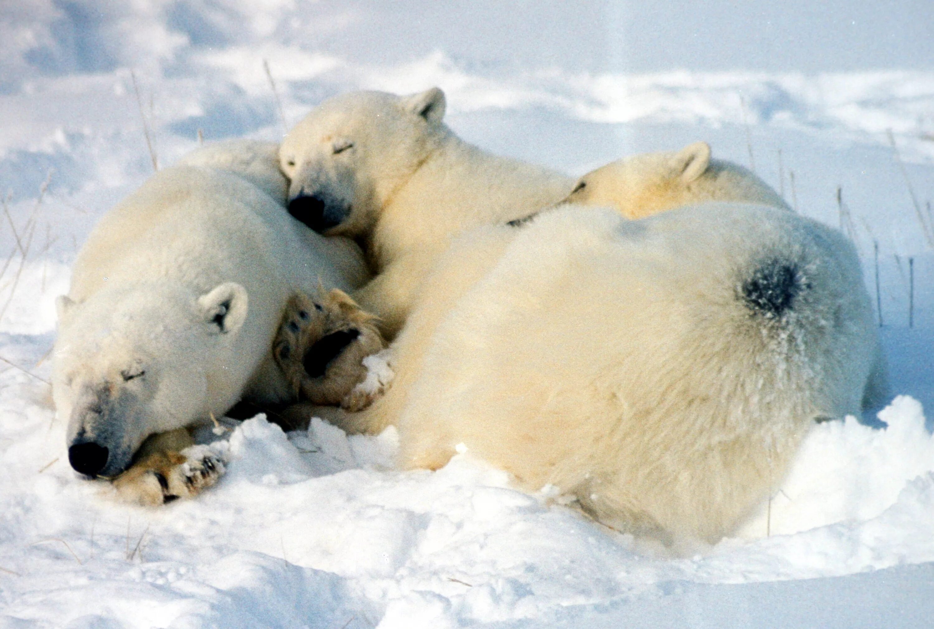 Sleeping bears