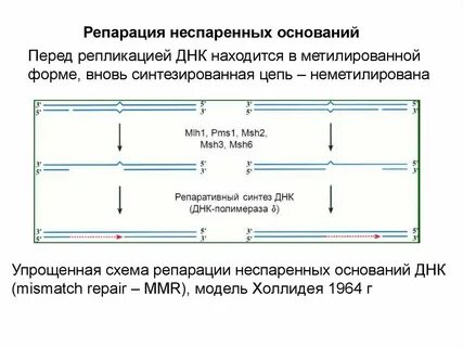 Репарация оснований