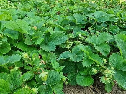 Клубника не плодоносит