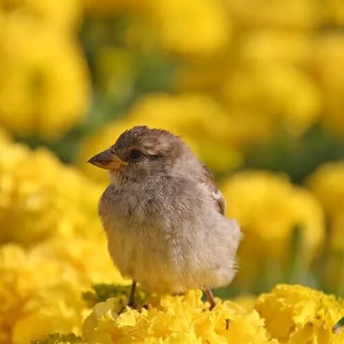 Domestic Canary Birds Paint By Numbers Num Paint Kit