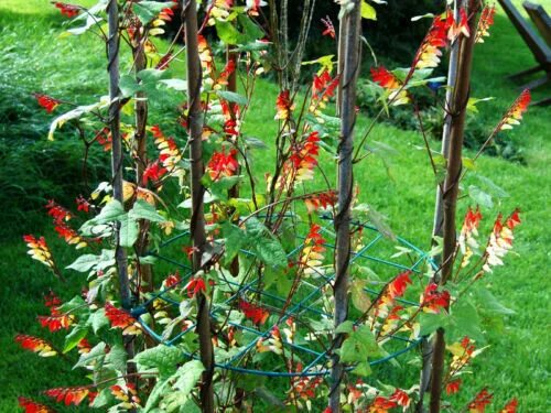 Mina lobata Hummingbird plants, Planting flowers, Vines