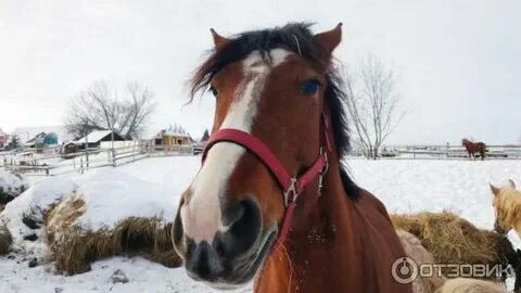 Диводворье ул каринка 2а село мальцево отзывы