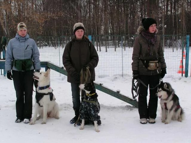 Кссс. Кссс варяг. варяг клуб собаководства. школа дрессировки собак москва варяг. дрессировка собак варяг выхино.
