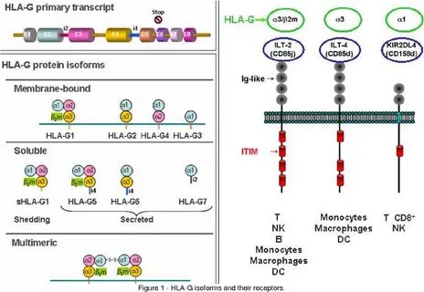 http://atlasgeneticsoncology.org/Deep/HLAinCancerID20070.pdf. https://doi.o...