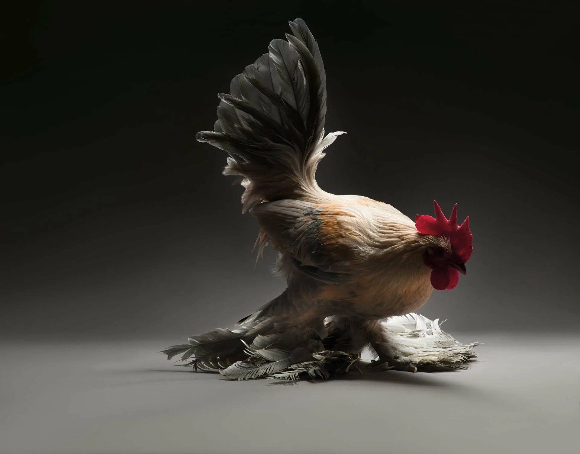 Крутой цыпа. Круче кур. Круче кур. Крутая курица. Крутой петух.