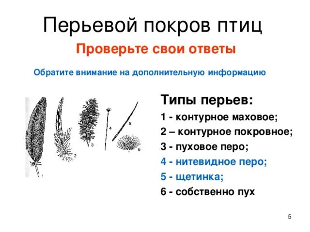 Перьевой Покров птиц 7 класс. Перьевой Покров птиц типы перьев. 1) Пуховое 2) контурное покровное 3) контурное маховое. Пуховое перо внешнее строение. Сходства и различия контурного и пухового