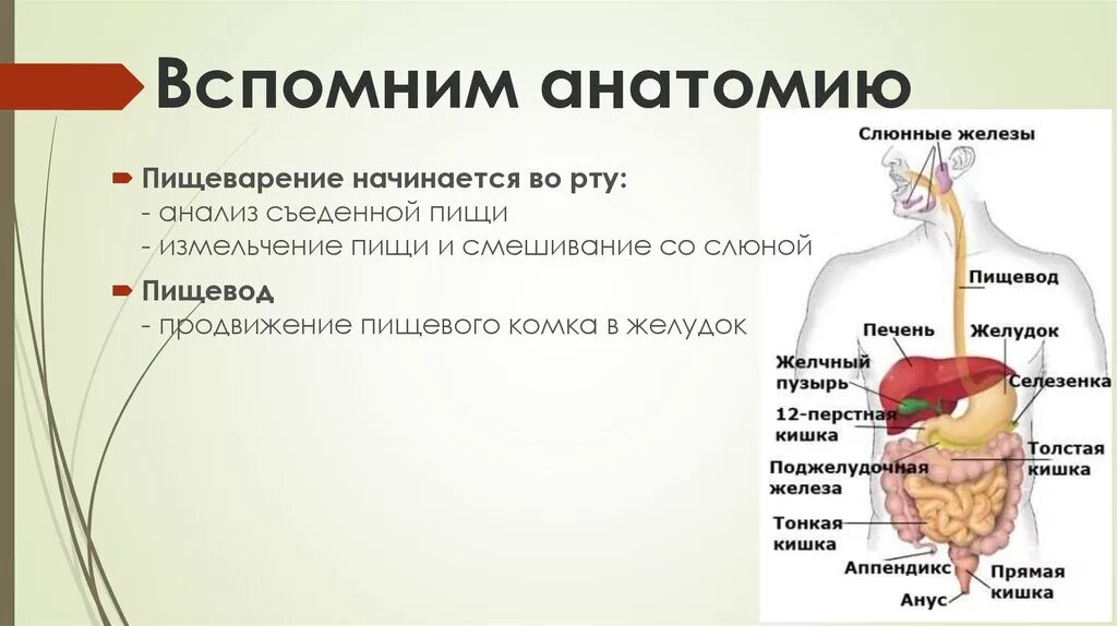 Пищевые железы. Крупные железы пищеварительного тракта. роль пищеварительных желёз в пищеварении. анатомия и физиология пищеварительных желез. пищеварительные железы человека анатомия.