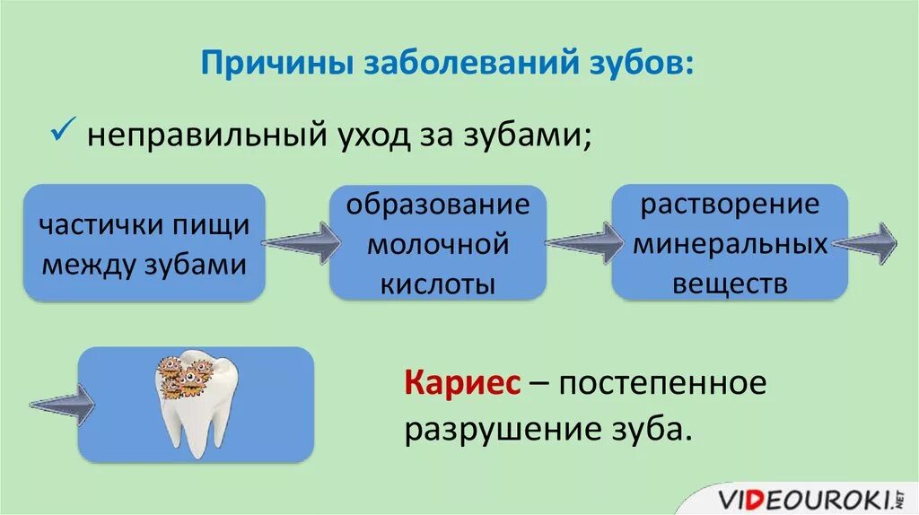 Как образуются зубы. Как образуются зубы