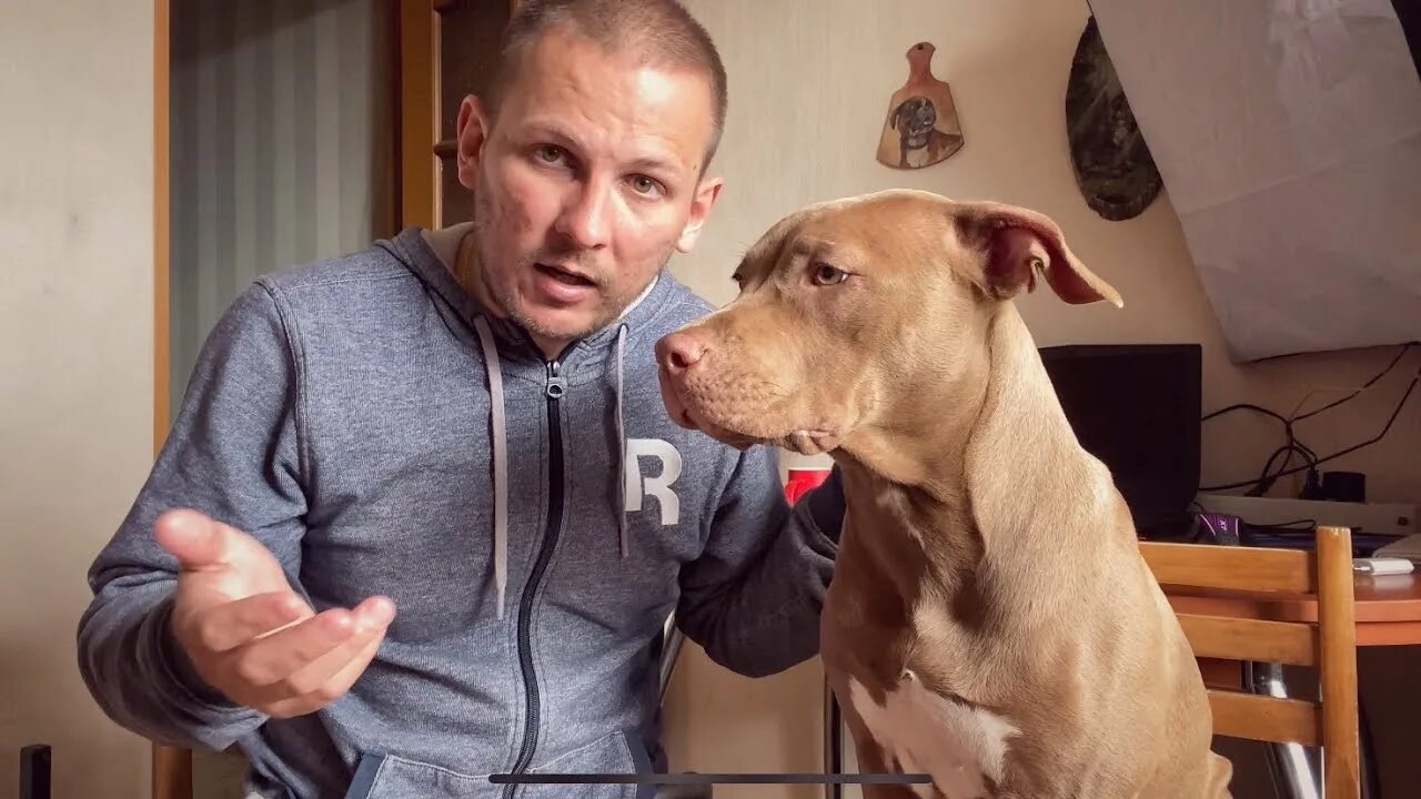 Собака боксер тайсон. Питбуль джина и боксер тайсон новое. Тайсон джина. Собаки немецкий боксер тайсона. Питбуль рон.