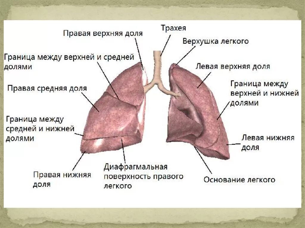 Легкие человека конспект. Строение легкого анатомия. Строение и функции легких человека. Доли легкого строение и функции. Легкие функции анатомия.