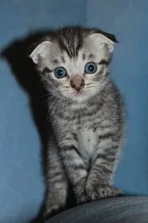 Котята в чебоксарах