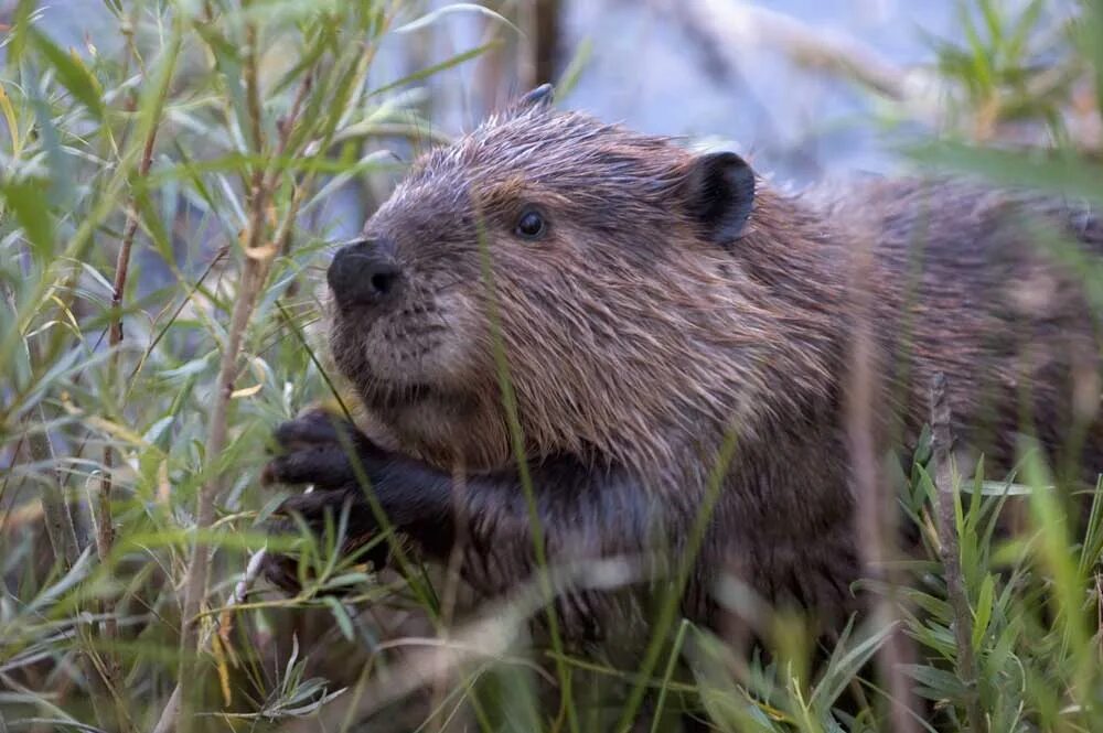 Животный мир бобры. Березинский заповедник бобры. Канадский Бобр (Castor canadensis). Бобр Речной обыкновенный. Западносибирский Речной Бобр.