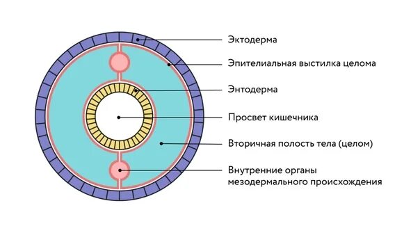 Полость тела не разделена перегородками. Функции целома у кольчатых червей. Вторичная полость тела у кольчатых червей. Схема образования вторичной полости тела у кольчатых червей. Вторичная полость тела у кольчатых.