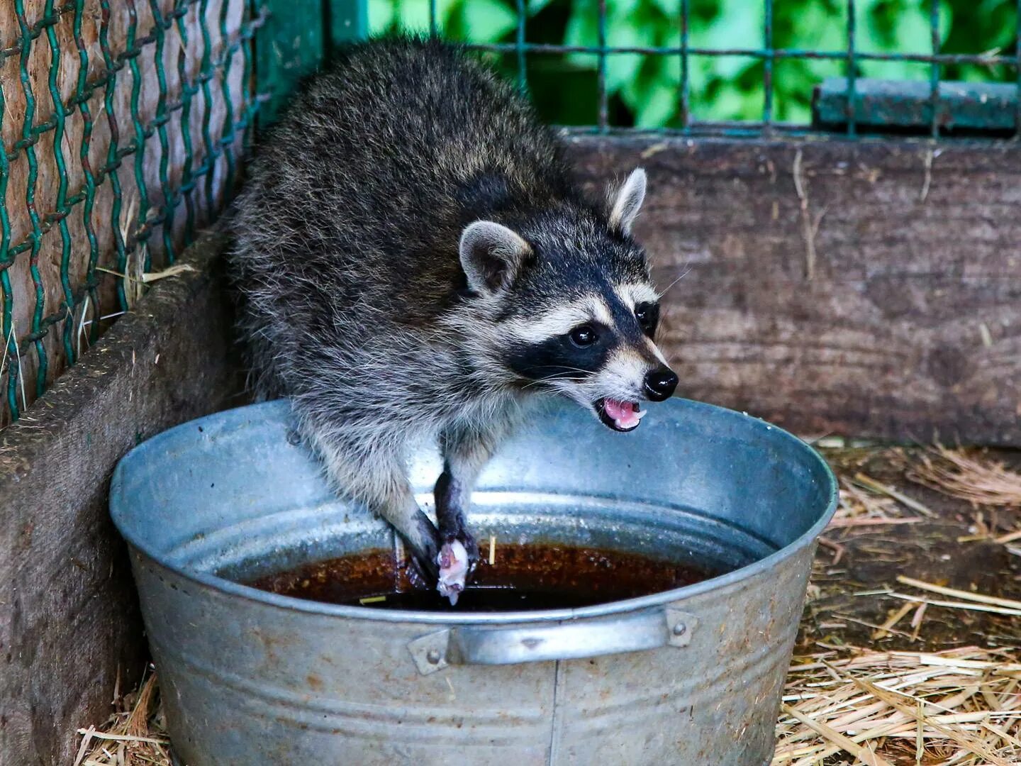 Енот-полоскун. Енот-полоскун. Енот полоскун информация. Енот-полоскун. Енот-полоскун.