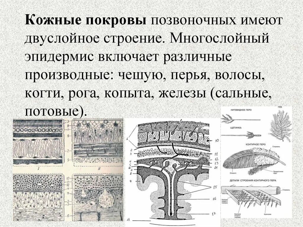 Покровы тела позвоночных животных. Строение кожи позвоночных. Покровы кожи позвоночных животных. Кожные покровы хордовых. Кожа беспозвоночных