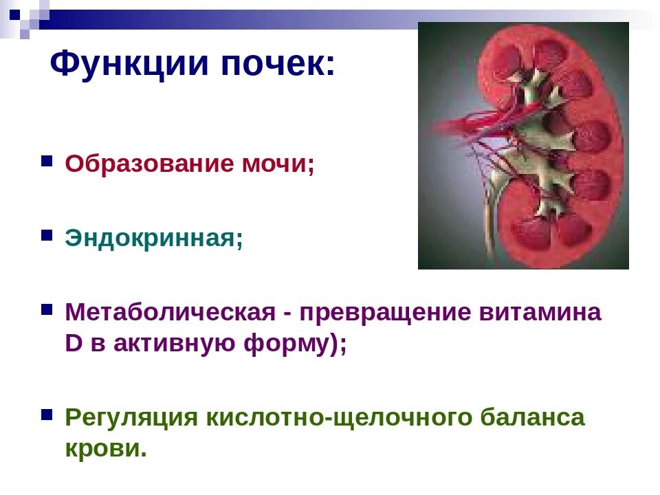 Общее заболевание почек. При нарушении выделительной функции почек. Заболевания паренхимы почек.