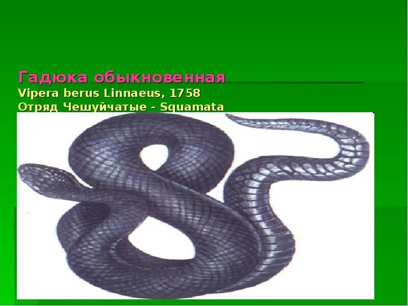 Тип симметрии змей. Обыкновенная гадюка - Vipera berus (Linnaeus, 1758). Гадюка гадюка обыкновенная 5 чешуйчатые. Тип симметрии гадюки обыкновенной. Гадюка обыкновенная симметрия.