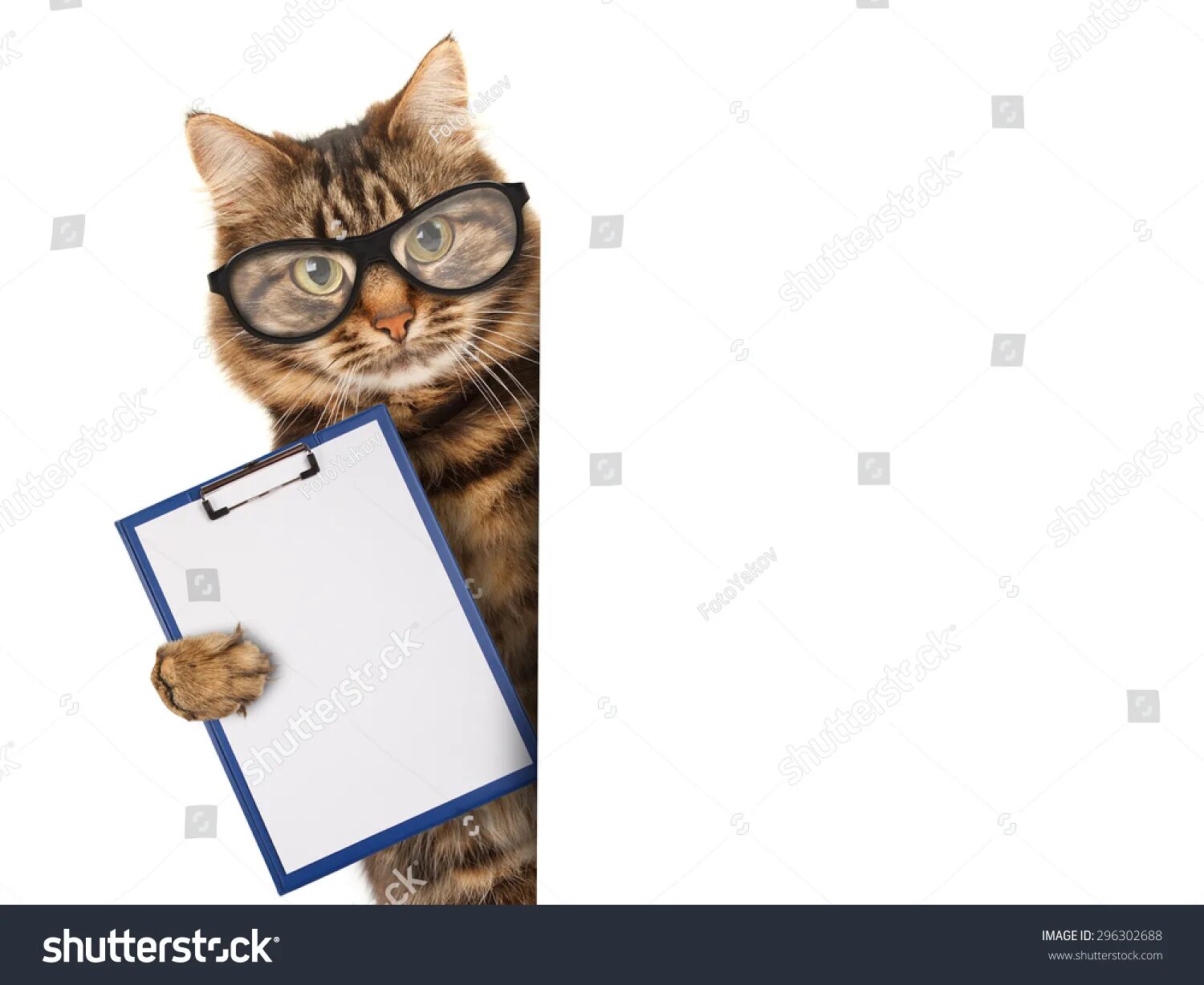 Кот бухгалтер. Картинкаскота для презентации. Кот кадровик. Кот экономист. Кошка бухгалтер