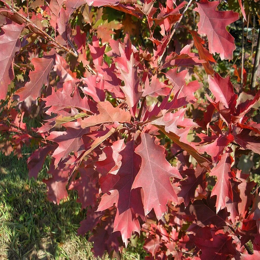 Дуб красный Quercus rubra. Дуб канадский краснолистный. Дуб красный (канадский, остролистный). Дуб красный, Северный Quercus rubra. Красно черешчатый дуб