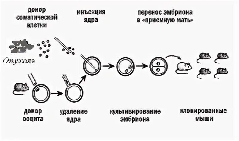 Удаление ядра