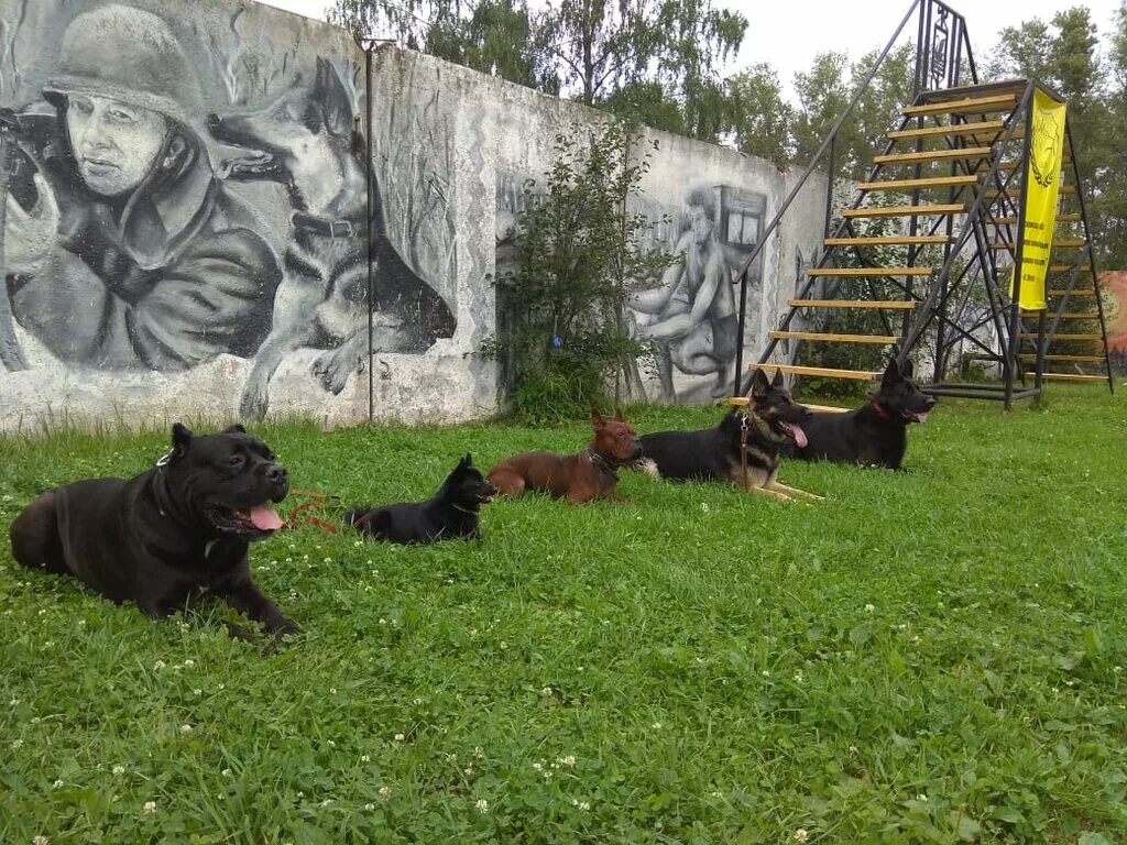Площадки для собак в москве. Площадка для собак. Собаки на собачьей площадке. Площадка для дрессировки собак. Собачья площадка в ясенево.