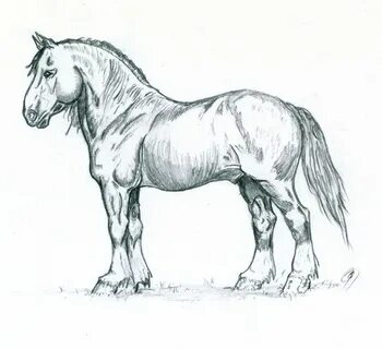 Am draw