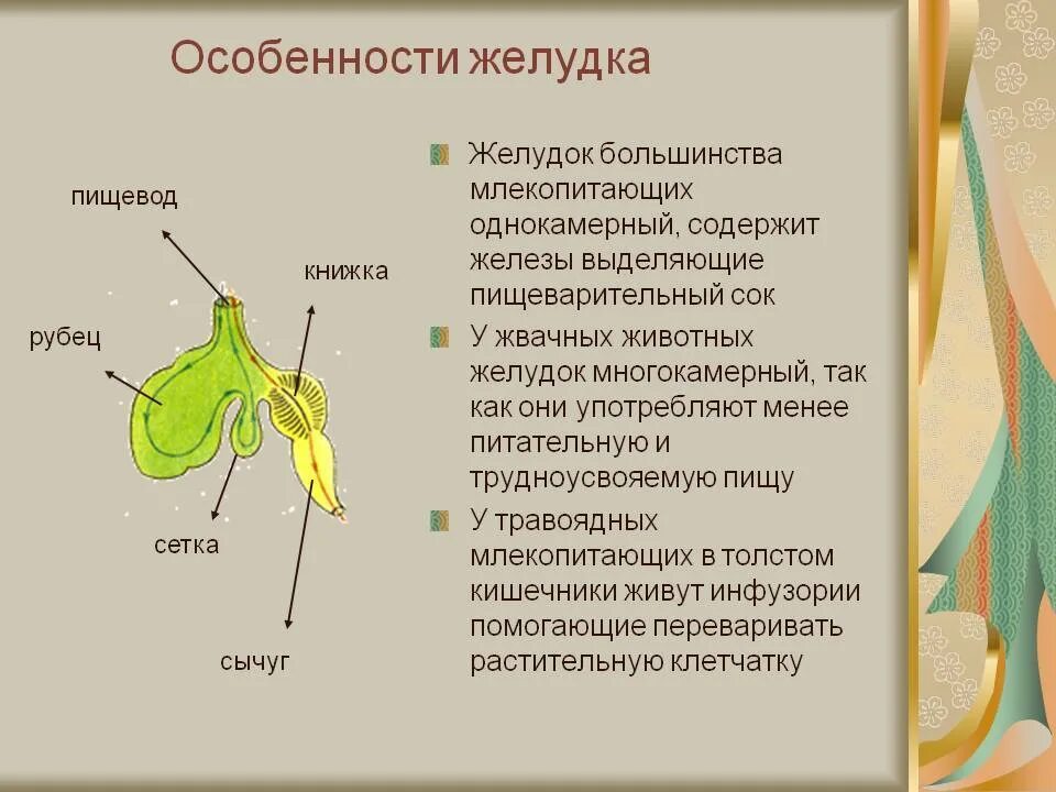 Отделы желудка у жвачных млекопитающих. Строение многокамерного желудка жвачных млекопитающих. Строение желудка жвачных функции. Строение и функции желудка жвачных животных.