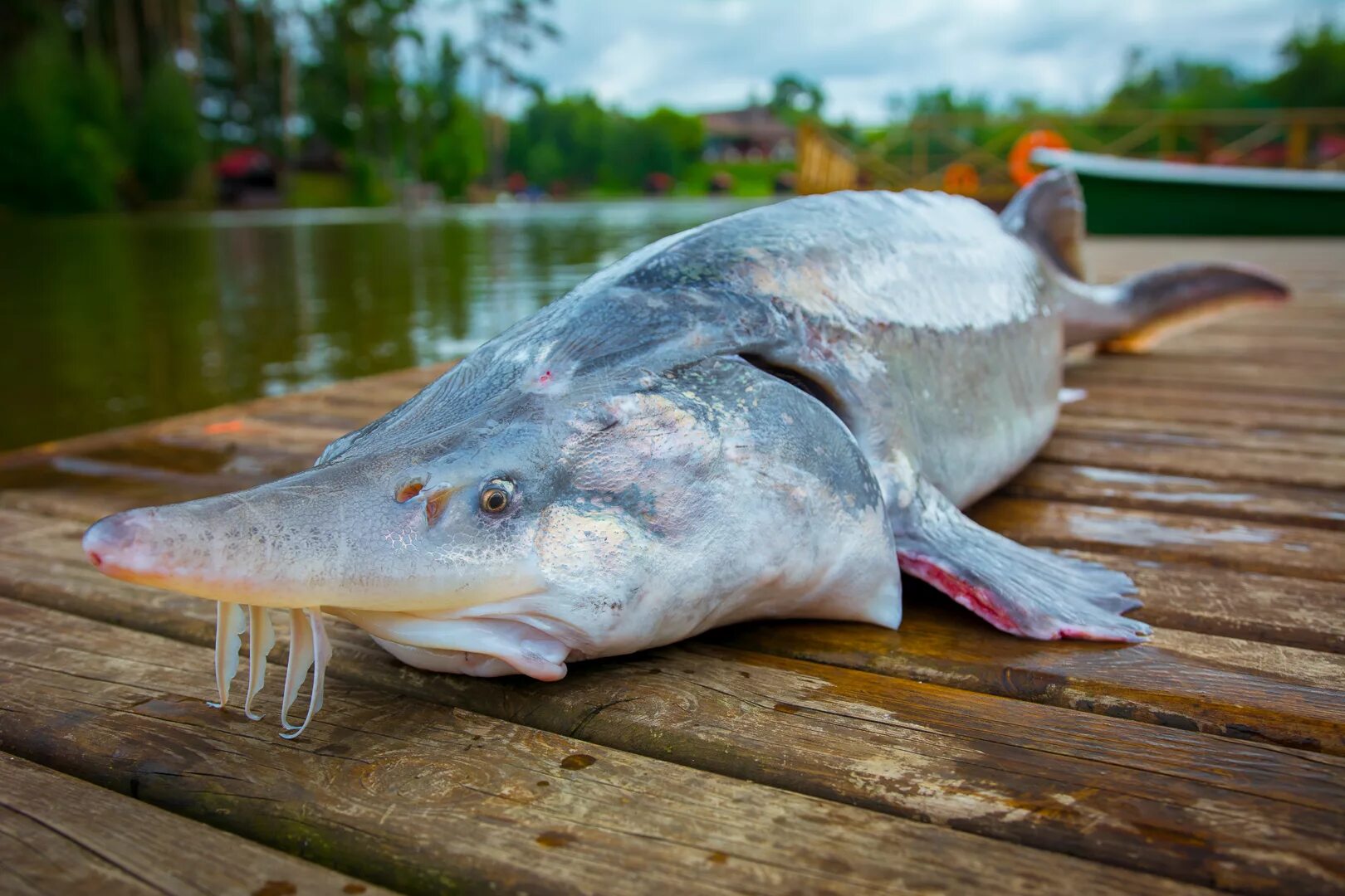 белуга рыба азовское. виды белуги рыбы. белуга + стерлядь = бестер. виды белуги рыбы. белуга рыба черноморская.