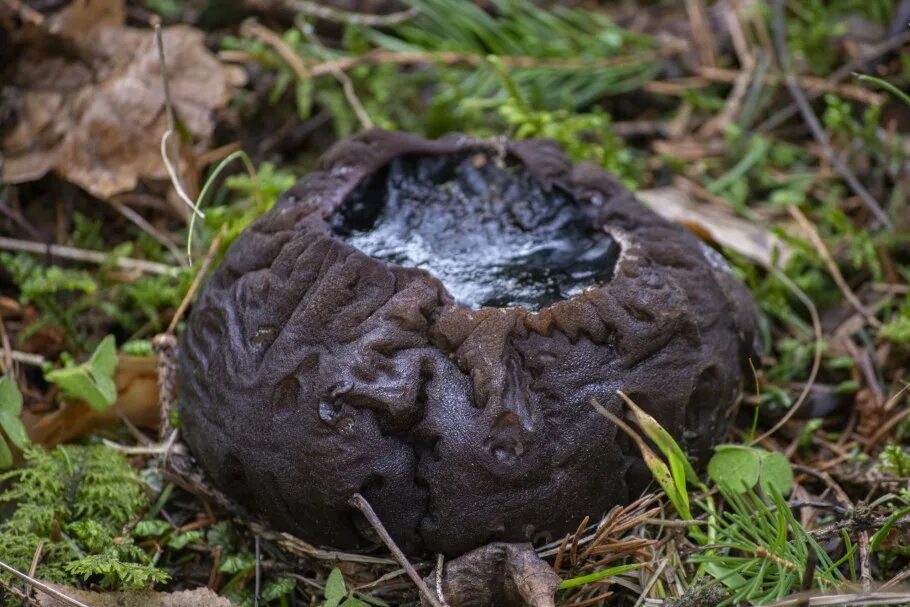 Молодильный гриб саркосома. Саркосома шаровидная Sarcosoma globosum. Саркосома шаровидная гриб. Молодильные грибы Саркосома шаровидная.