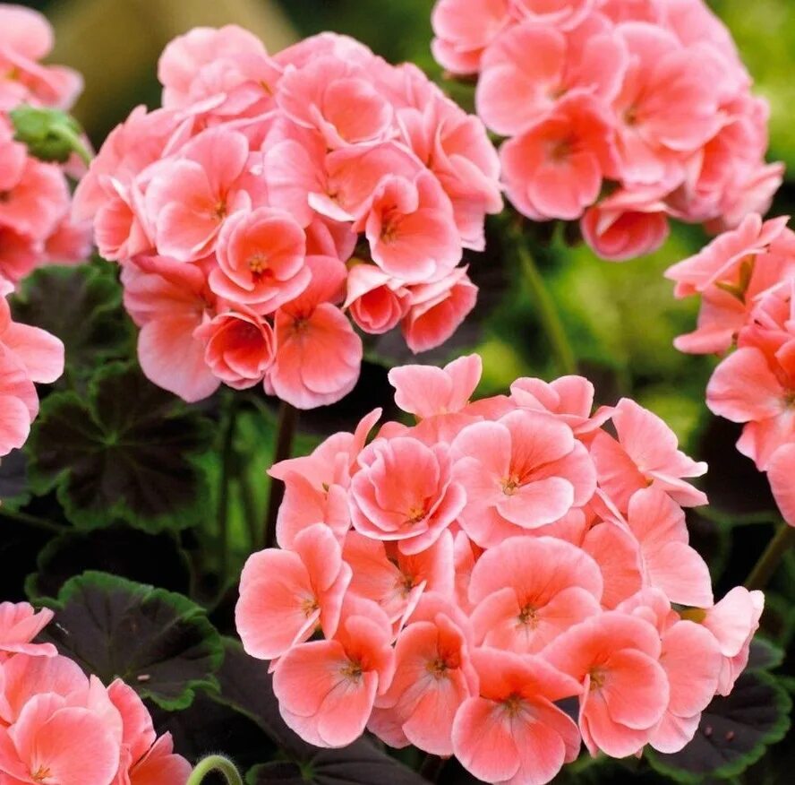 Пеларгония зональная. Пеларгония зональная йитка f1. Пеларгония нано f1 эплблоссом. Пеларгония зональная nano scarlet. Пеларгония horizon pink.