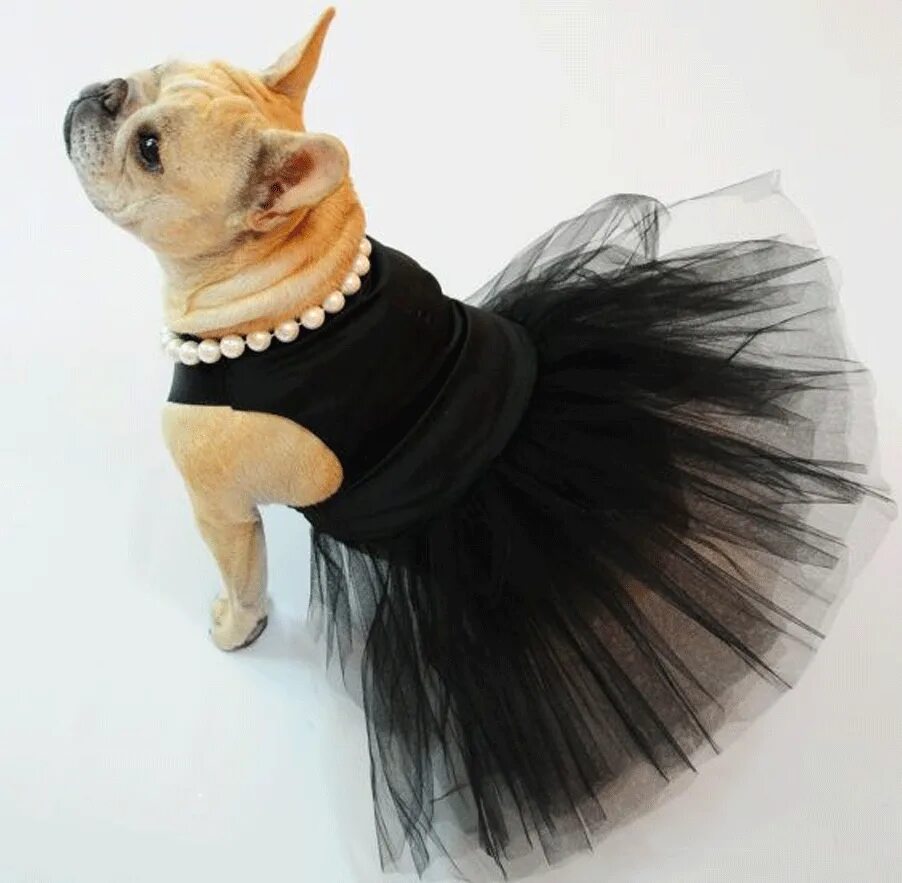 Пачка для собак. Платье для собак. Собачка в платье. Платье пачка для собак. Красивые платья для собак.