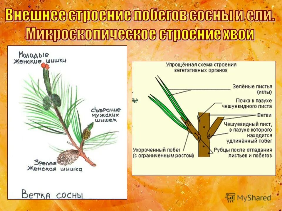 Хвойные растения части растений. Строение побега сосны. Строение побега сосны обыкновенной. Укороченный побег сосны с хвоинками. Строение укороченного побега сосны.