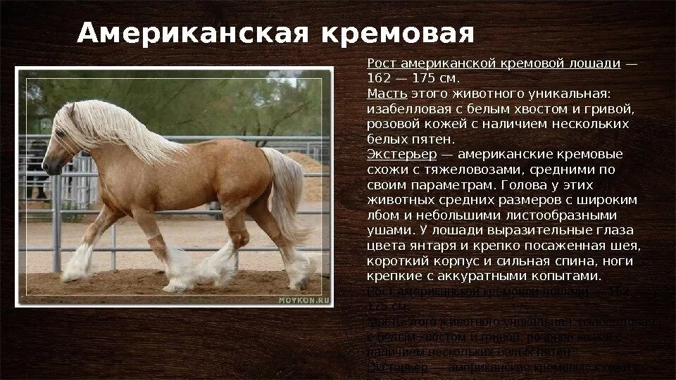 Сообщение о лошади 3 класс. Породы лошадей характеристика. Лошадь краткое описание. Породы лошадей с фотографиями. Лошадь для презентации.