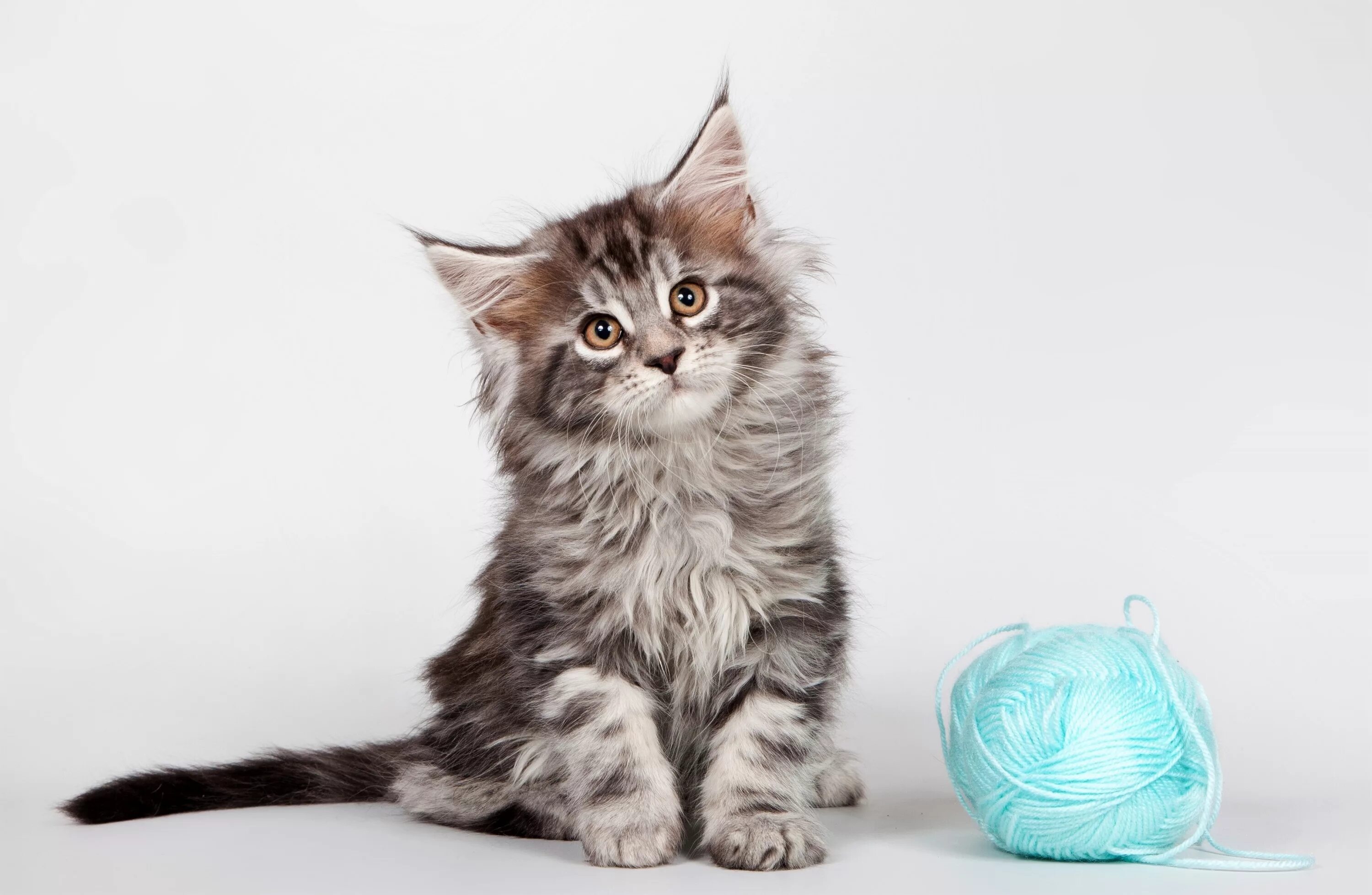 Котенок мейн кун в нижнем тагиле. Мейн-кун. кошка мейн кун. мейн кун феликс. котята мейн куна.