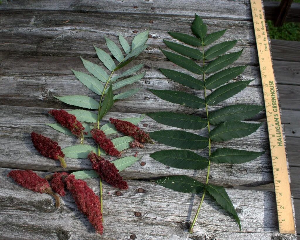 Сумах оленерогий листья. Сумах дубильный (Rhus coriaria. Сумах дубильный Фармакогнозия. Сумах уксусный Rhus typhina.