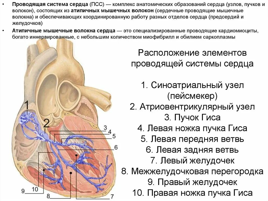 Пучок пуркинье. Проводящая система сердца пучок Гиса. Схема узлов и Пучков проводящей системы сердца. Проводящая система сердца строение и функции. Проводящая система сердца синоатриальный узел.