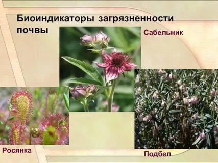 Биоиндикаторы