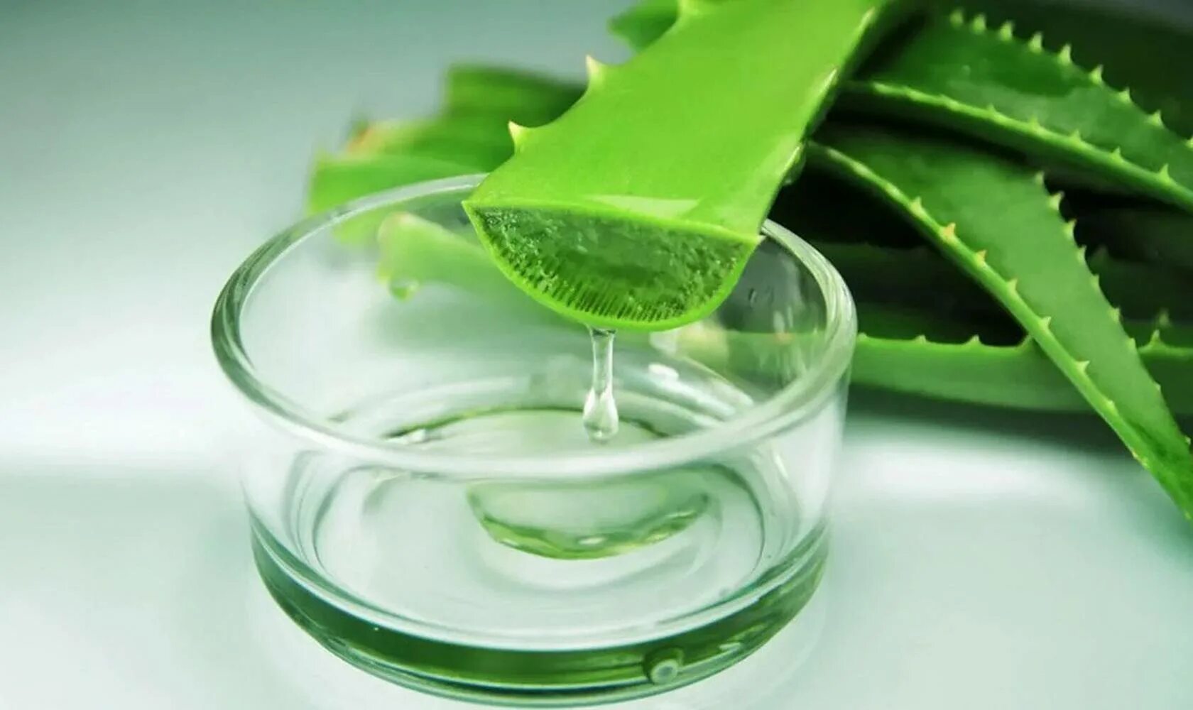 Aloe vera применение. Сок алоэ и каланхоэ.